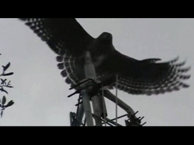 Grabbed Frame 349.jpg
