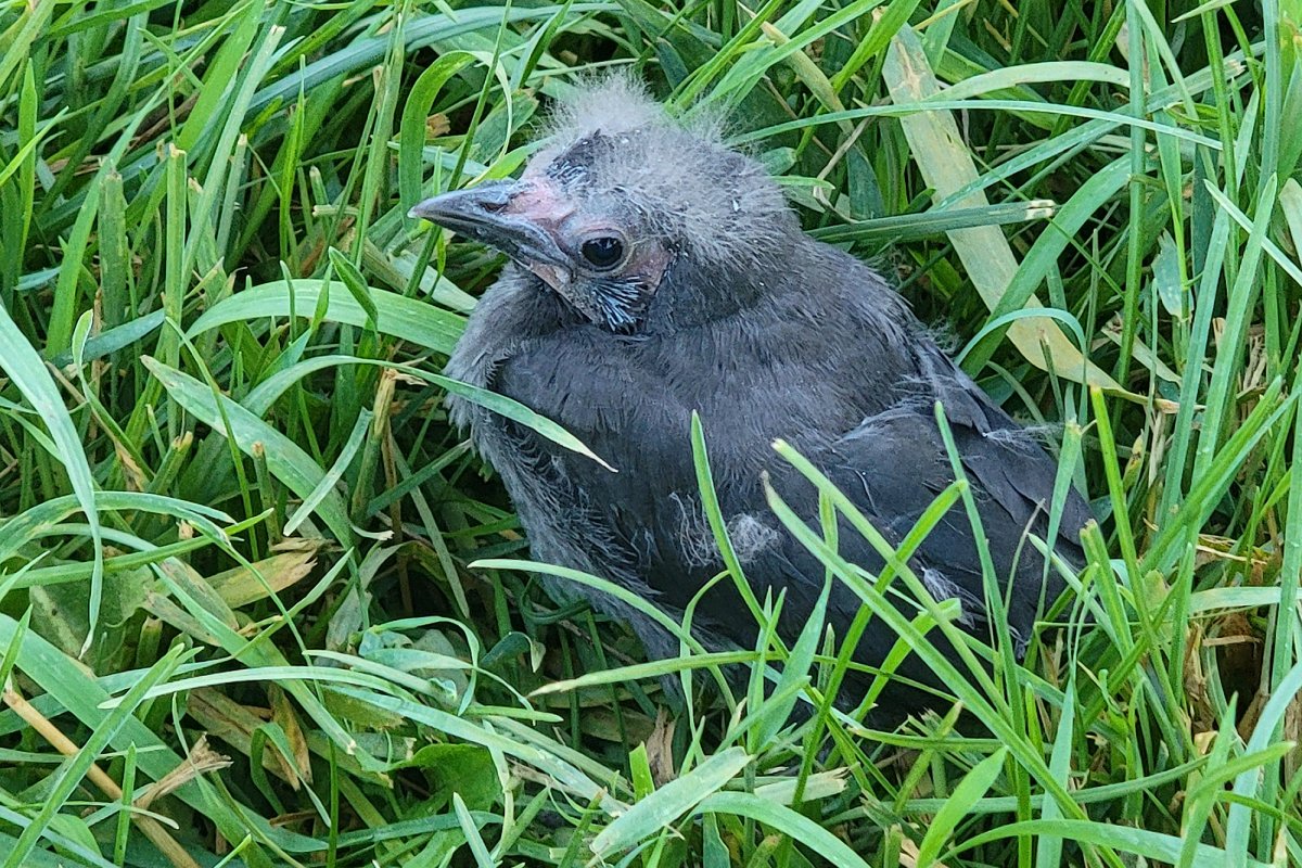 Grackle_20210705_060938.jpg