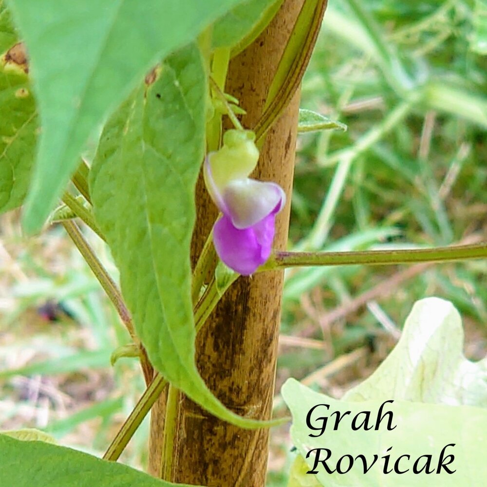 Grah_Rovicak_b_2025.jpg
