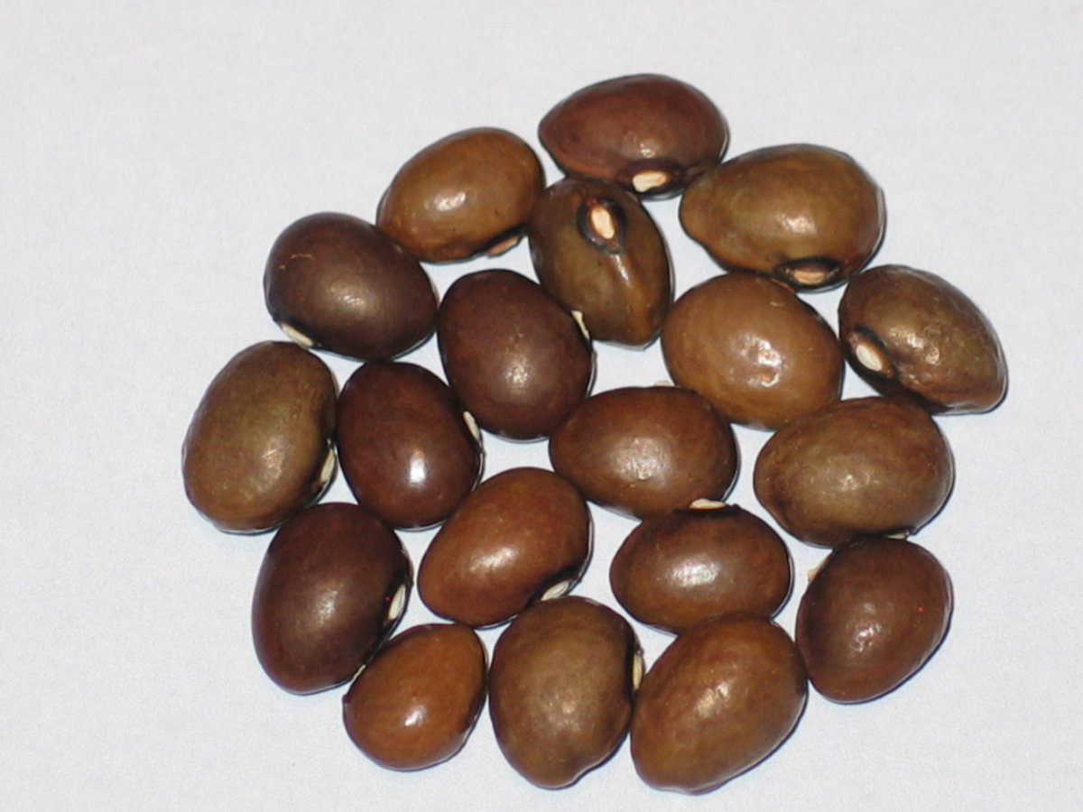 Granes De Cafe.JPG