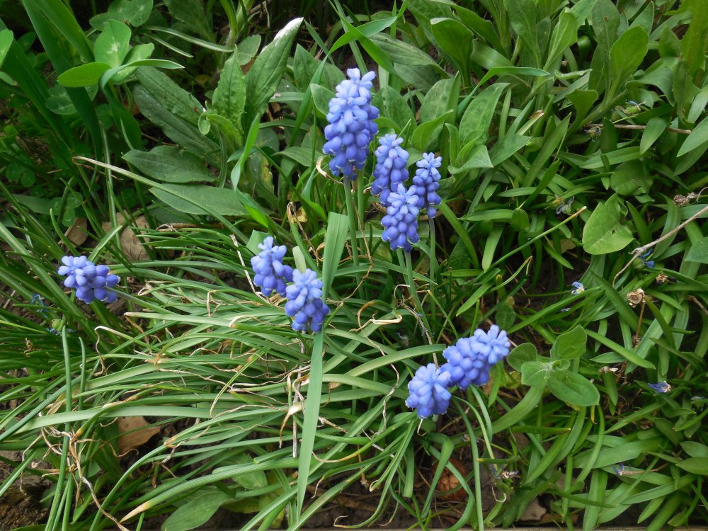 Grape hyacinths.JPG