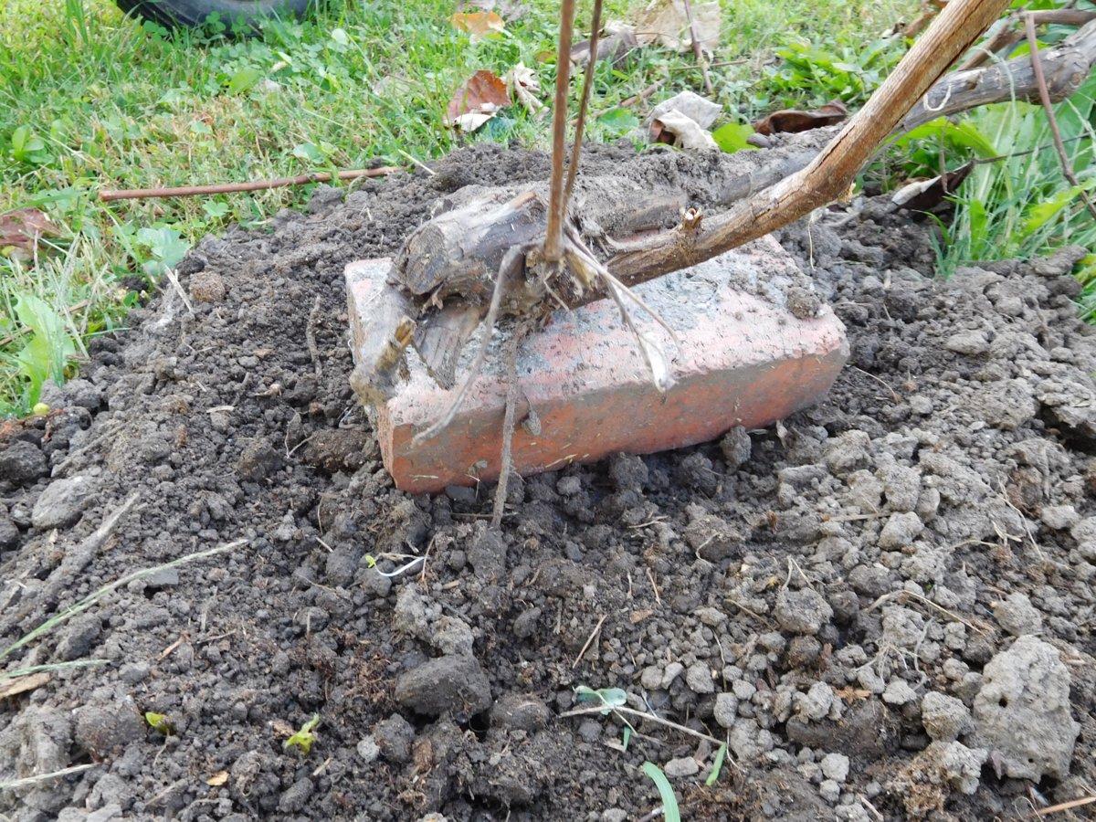Grape limb grew roots.jpg