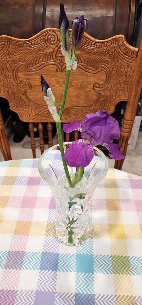 Grape soda iris, 04-30-26.jpg