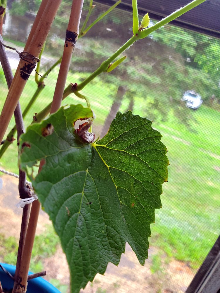 Grape TLC#2, 07-15-22.jpg