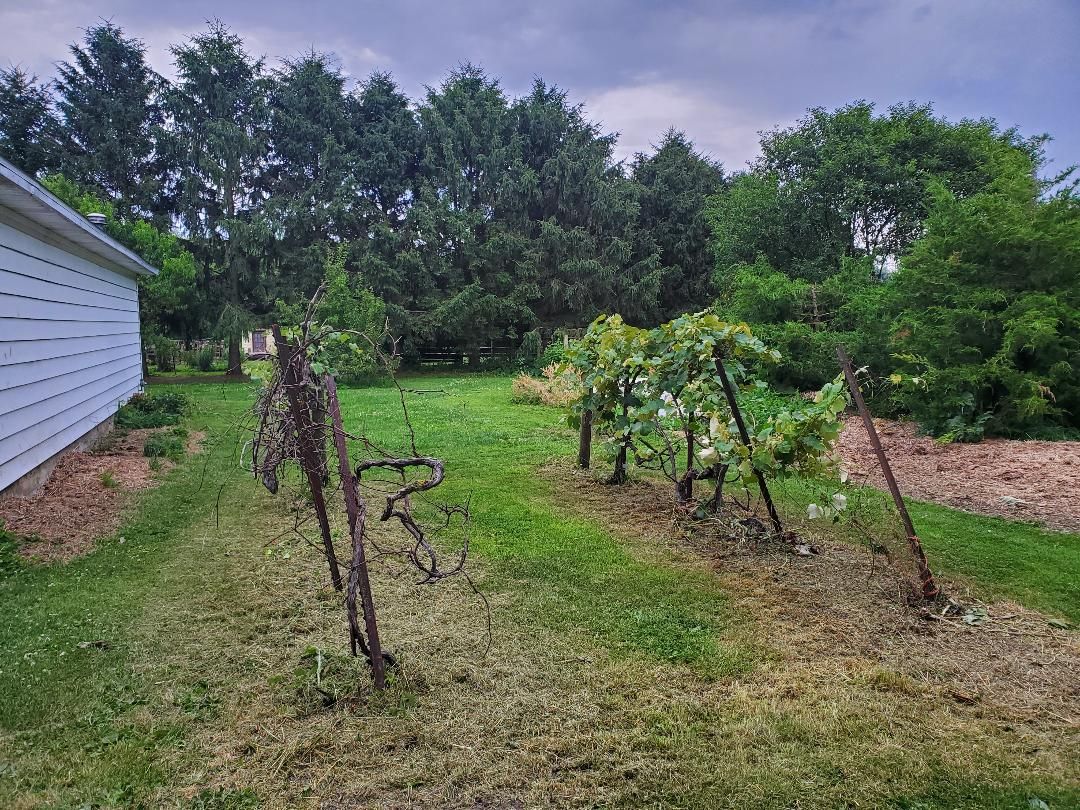 Grape vines, 06-23-2020.jpg