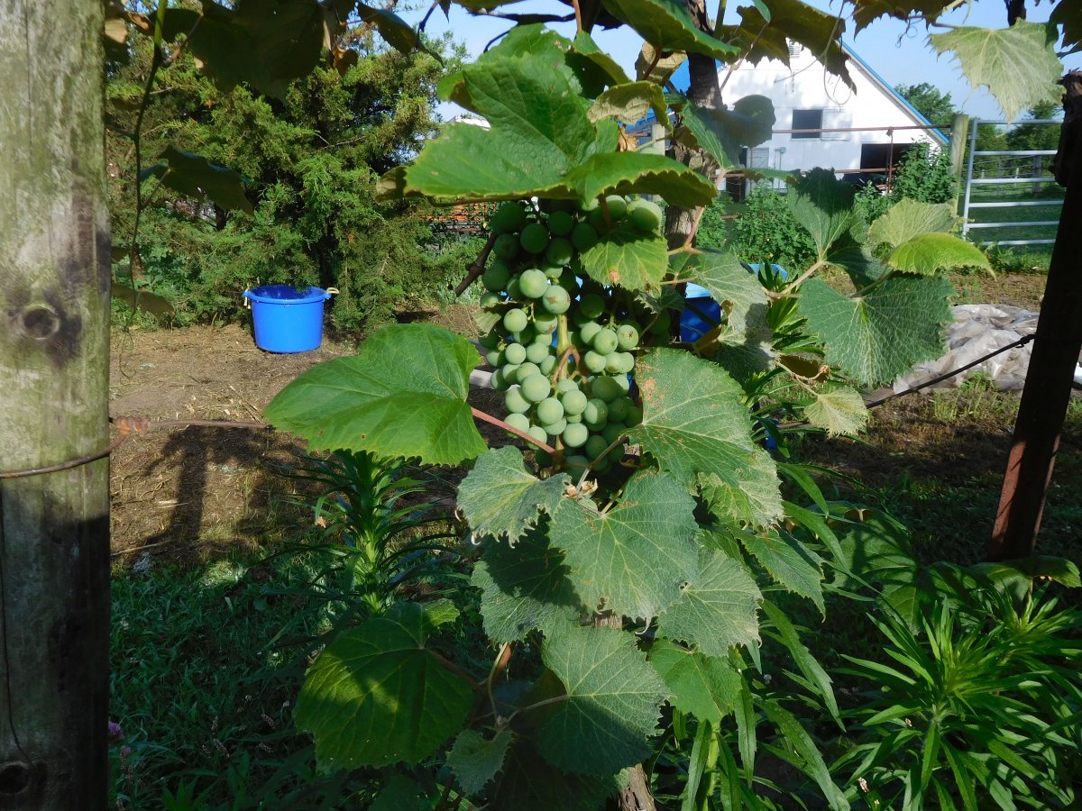 Grapes, 07-04-19.jpg