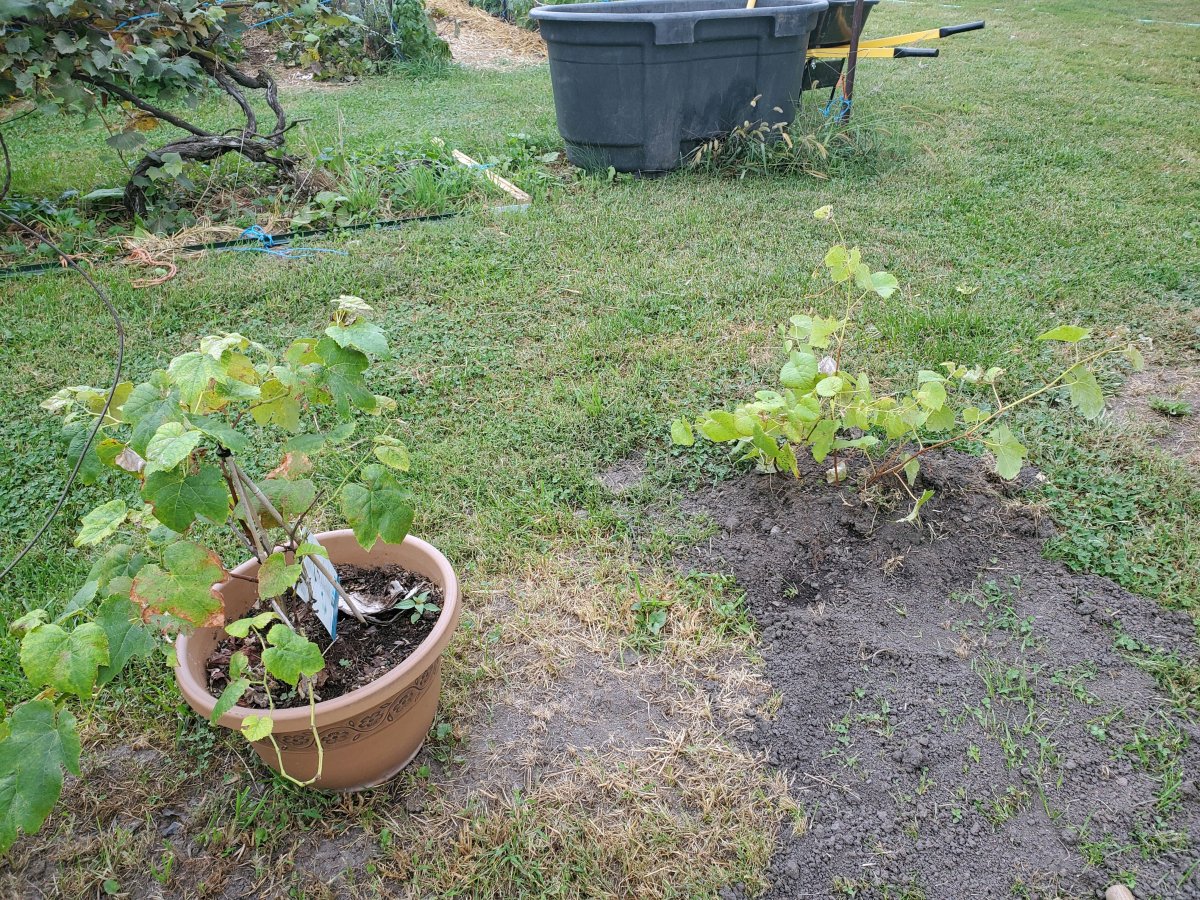 Grapes,  09-18-22.jpg