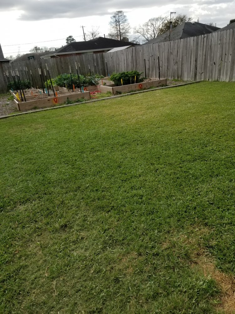 Grass.jpg