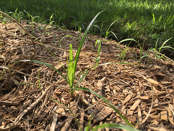grasses-in-beds.jpg