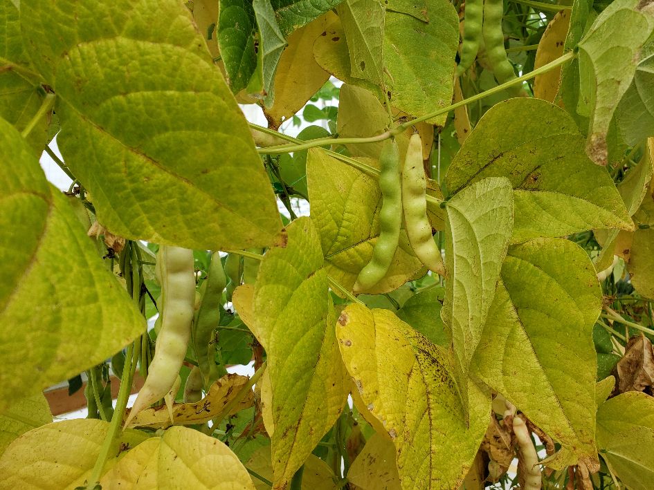 Greasy Bean Drying.jpg