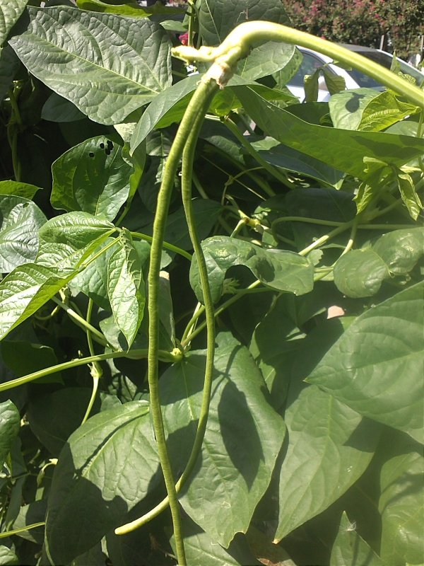 Green 2014 first beans.jpg
