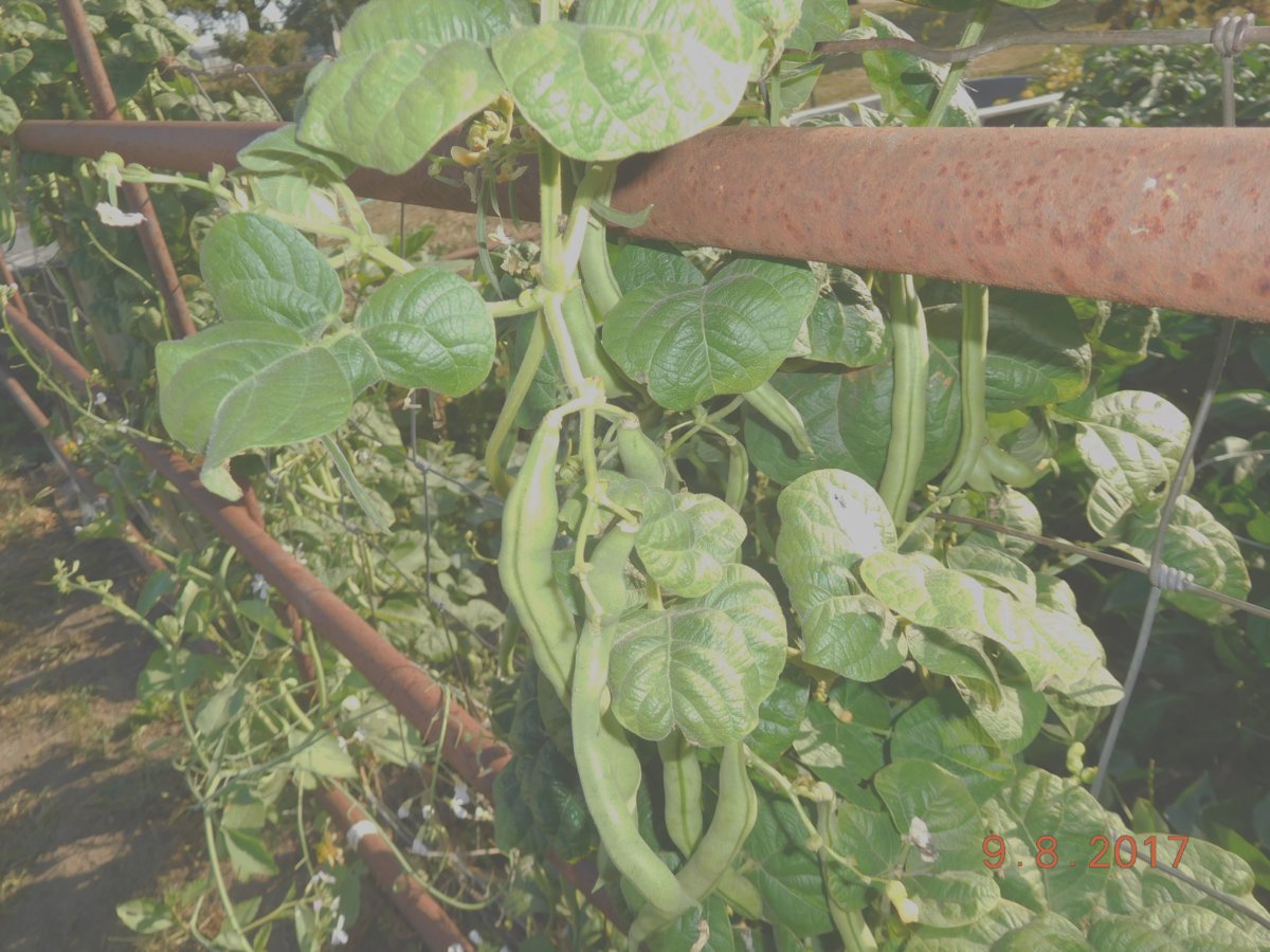 Green Beans, 09-08-17.jpg
