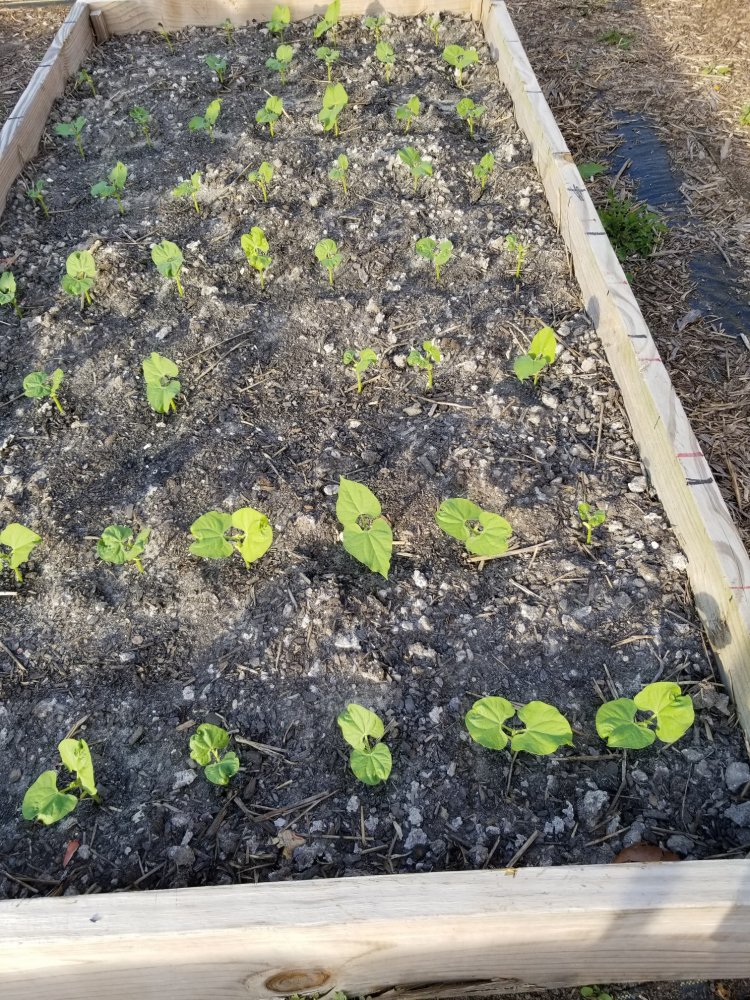 Green Beans.jpg