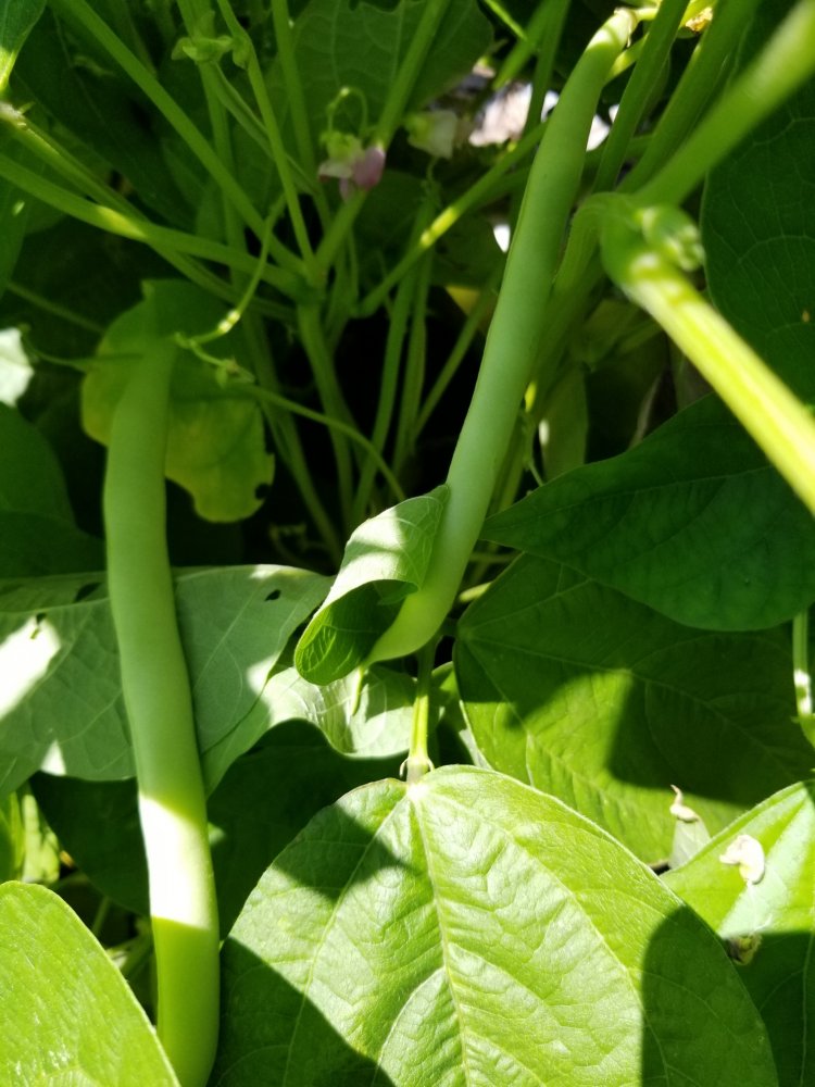 Green Beans.jpg