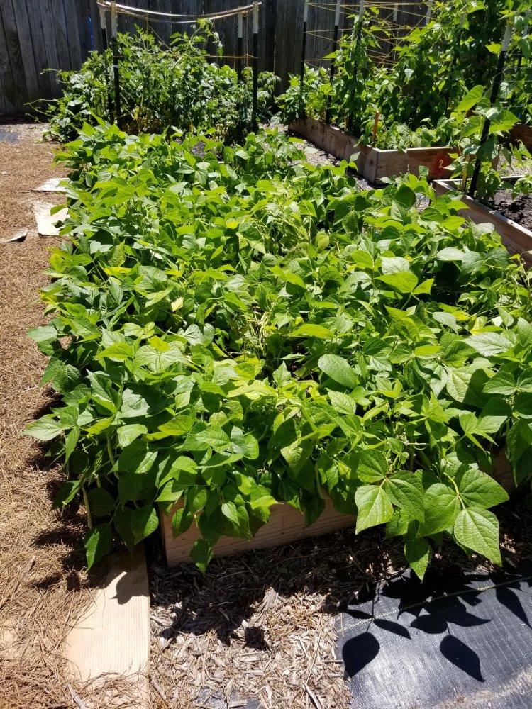 Green Beans.jpg