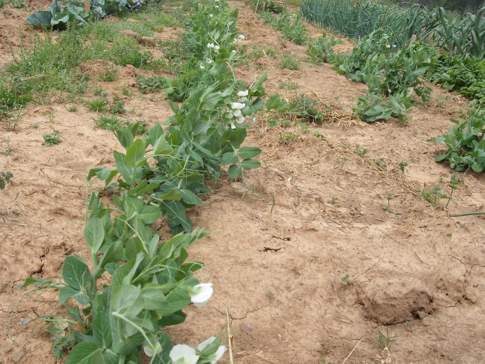 Green Peas.JPG
