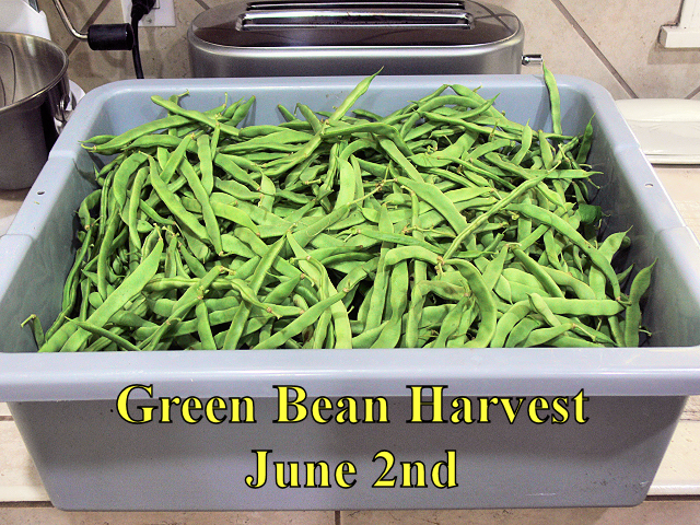 Green_Bean_060218.jpg