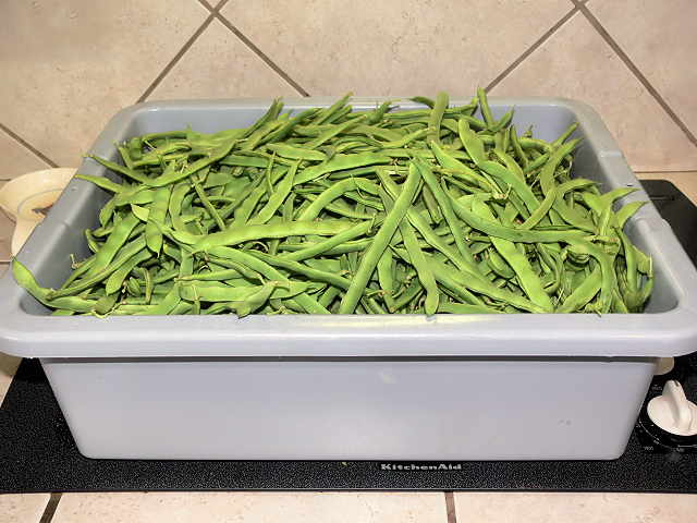 green_bean_harvest_060417-jpg.20101