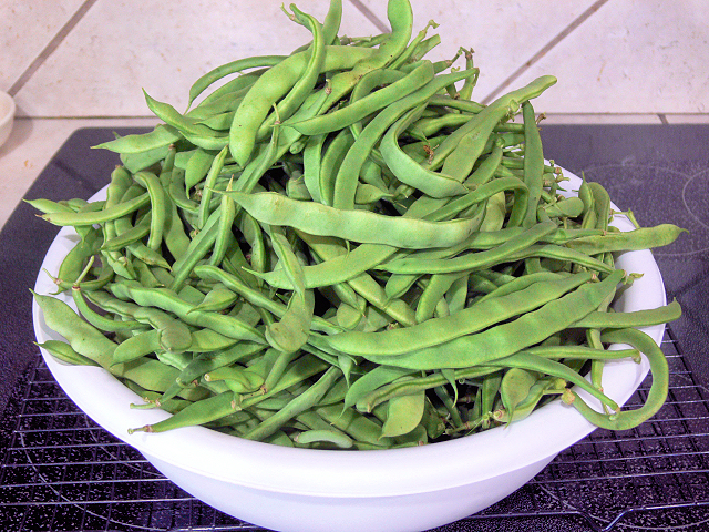 Green_Bean_Harvest_061017.jpg