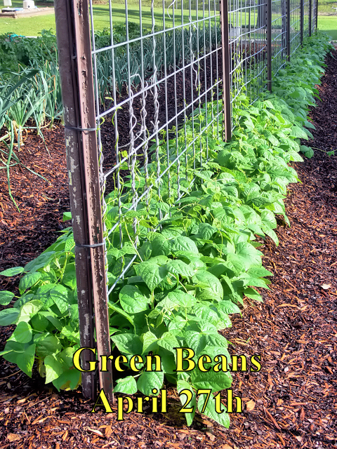 Green_Beans_042718.jpg