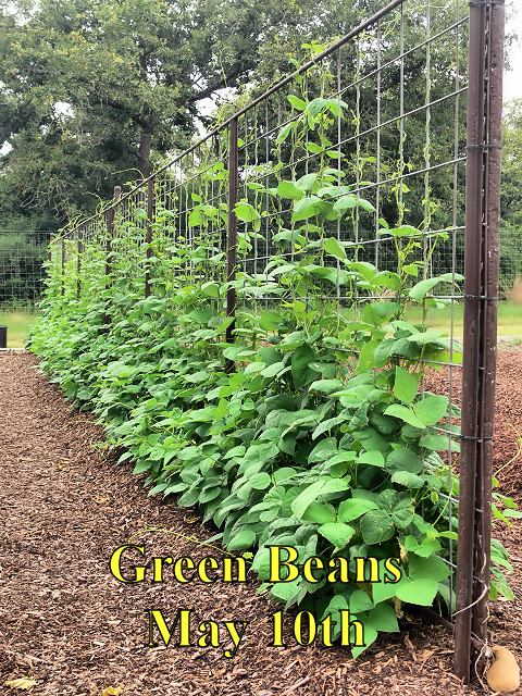 Green_Beans_051017.jpg