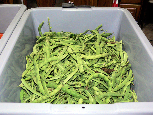 Green_Beans_062617.jpg