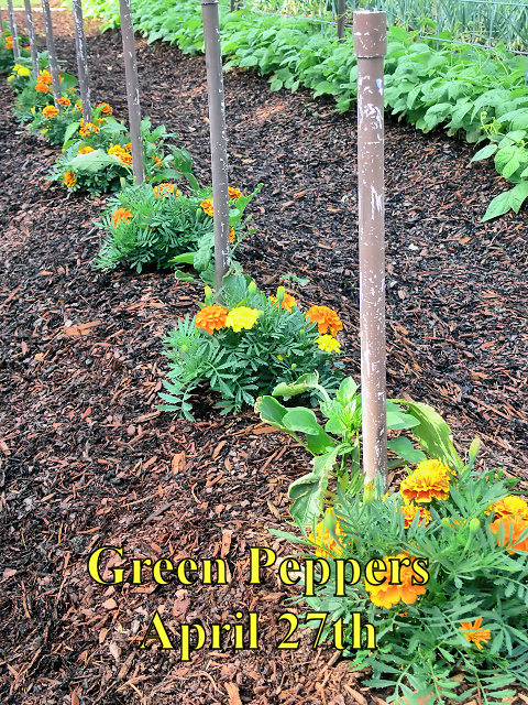 Green_Peppers_042718.jpg