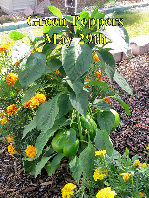 Green_Peppers_052918.jpg