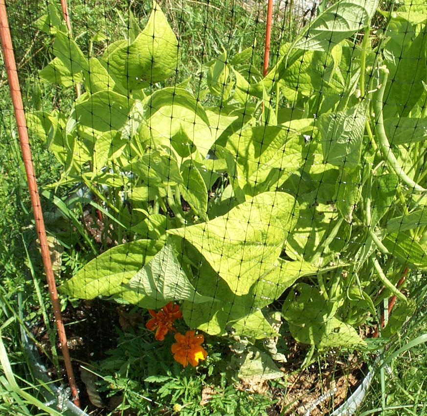 GreenBeans6Aug2023a.JPG