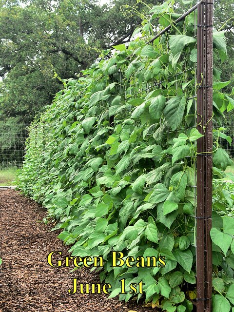 GreenBeans_060117.jpg