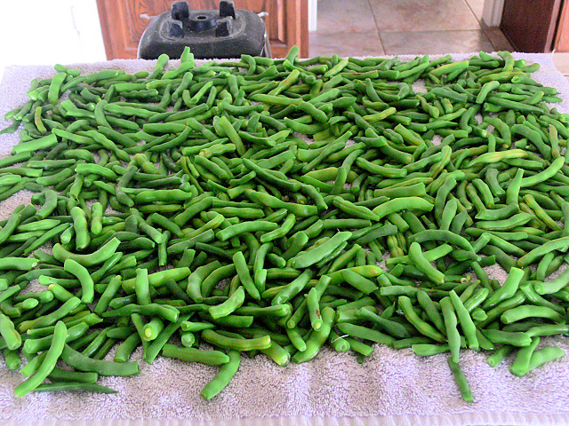 GreenBeans_060517.jpg