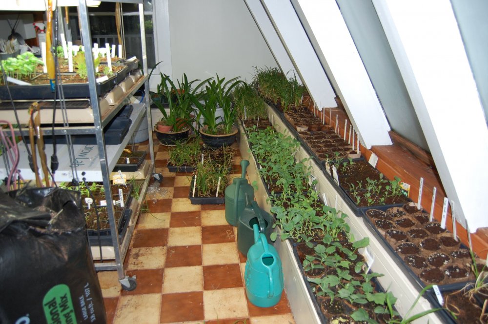 greenhouse 3:2016.jpg