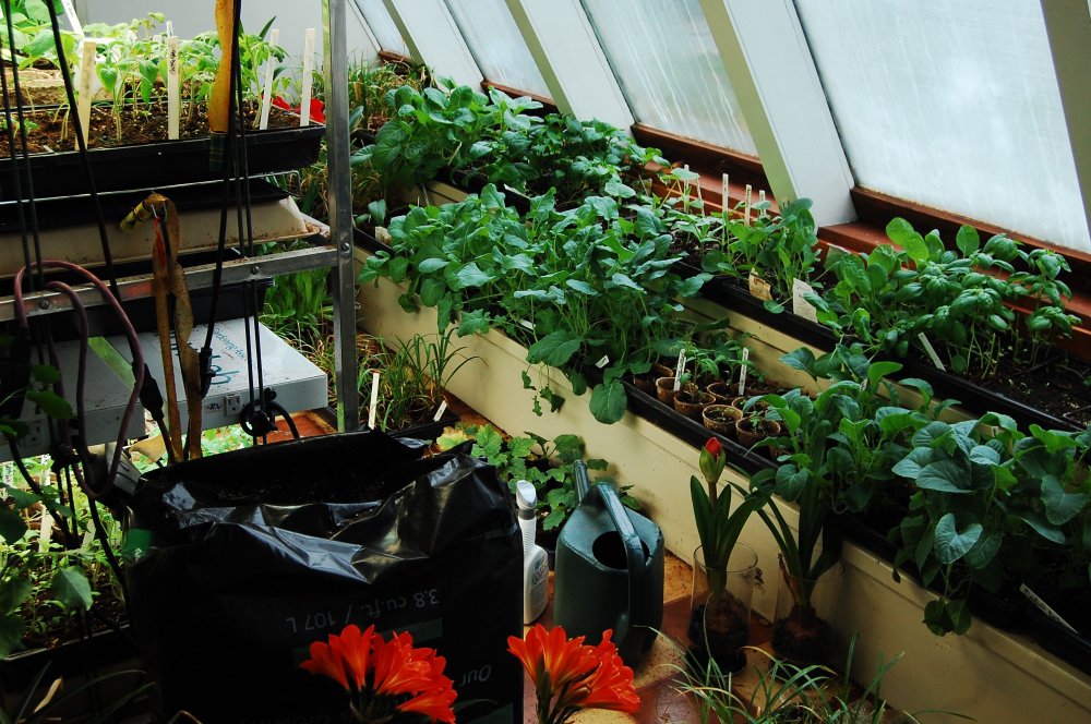 greenhouse 4:2:16.jpg