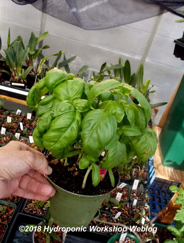 greenhouse basil.jpg