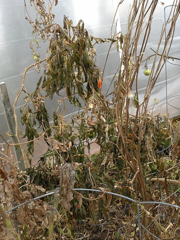 Greenhouse dead 2014.jpg