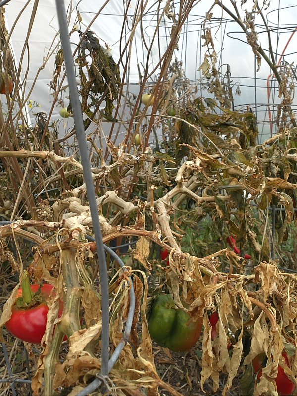 Greenhouse fail 2014.jpg