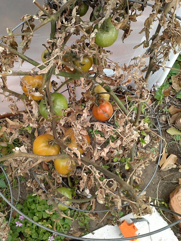 Greenhouse Tomato Fail.jpg