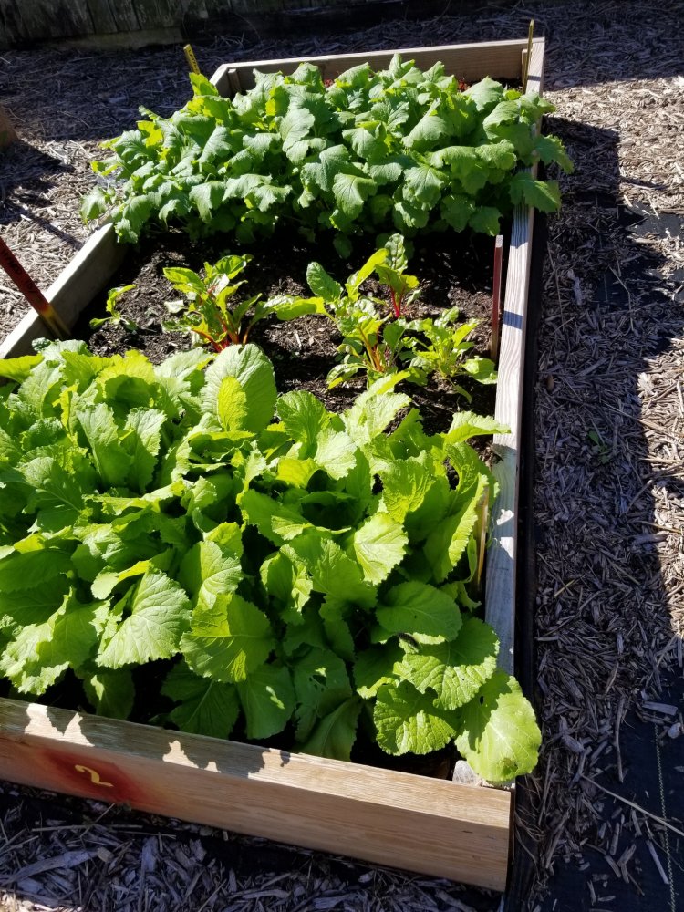Greens 11 9.jpg