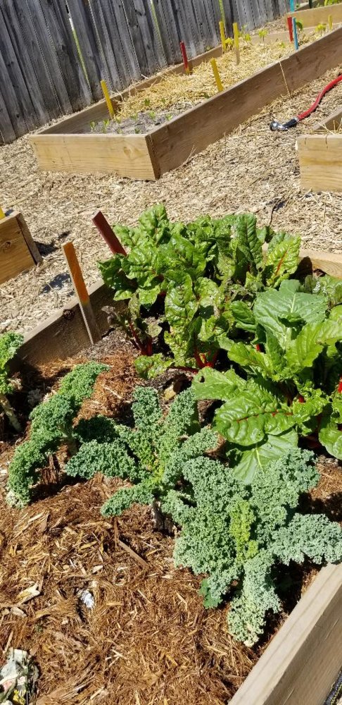 Greens.jpg