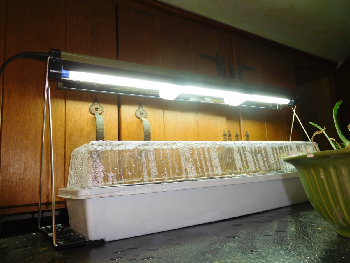 Gro light with cauliflower & broccoli seedlings, 03-11-19.jpg