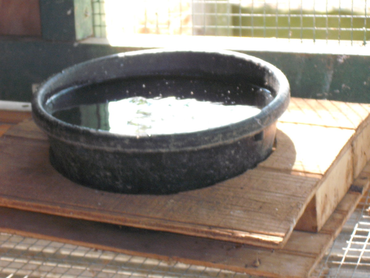 Grow out Water.JPG