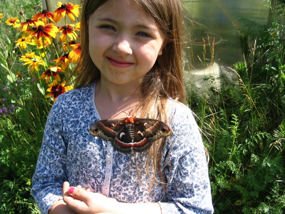 gyp moth .JPG