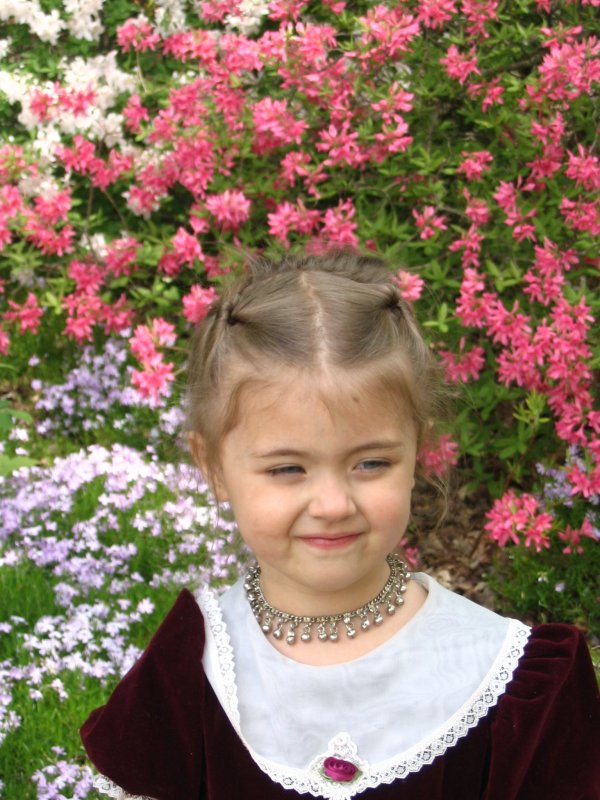 GYP W: RHODIES1.JPG