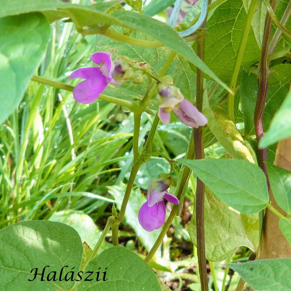Halaszii_b_2025.jpg