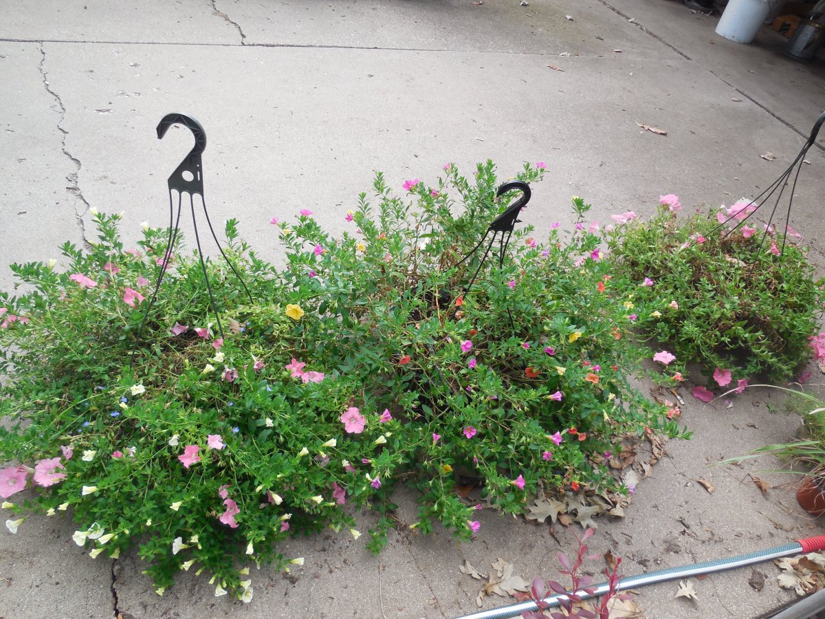 hanging baskets.JPG