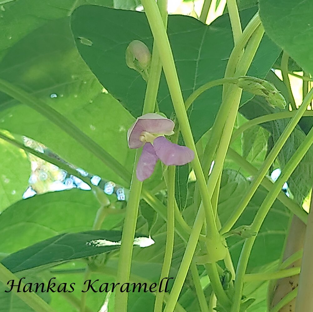 Hankas_Karamell_b_2025.jpg