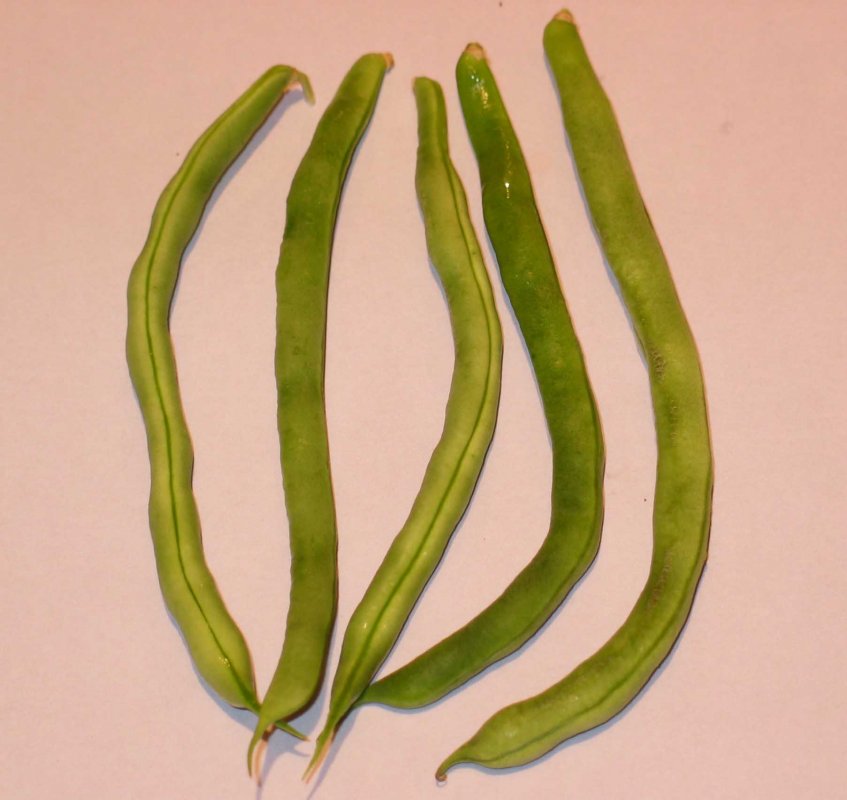 HANNA HANK PODS.jpg