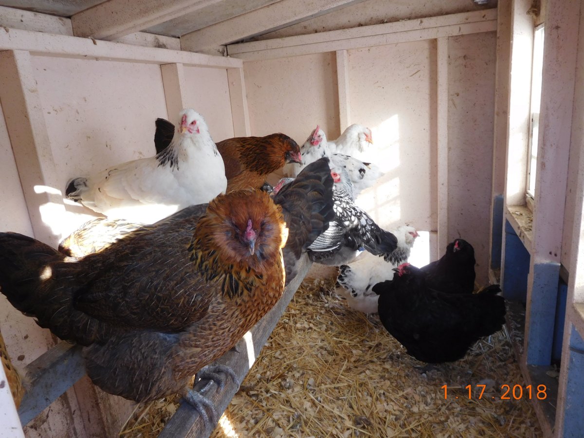 Happy & Warm flock, 11-17-18.JPG