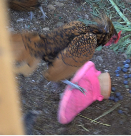 haroldattackingshoe.png
