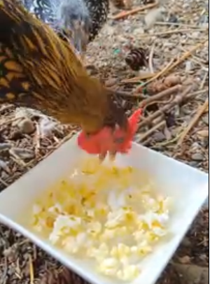 haroldpopcorn.png
